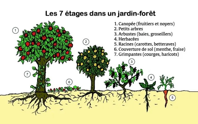 La forêt comestible est composée de 5 à 7 étages