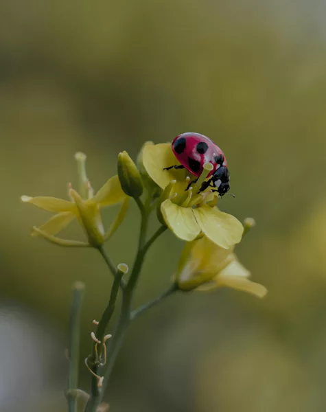 une coccinelle sur fleure