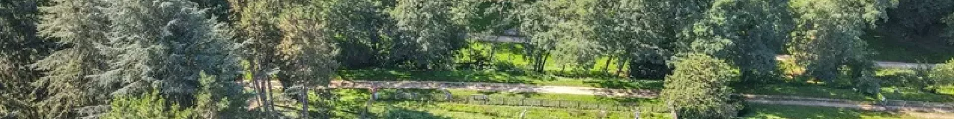 Vue de la foret comestible