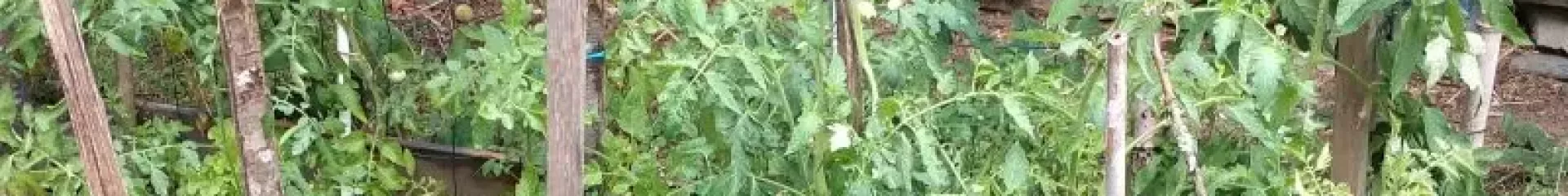 atelier semis de tomates